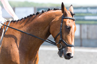 Bridle No.6