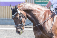 Bridle No.20