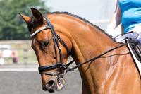 Bridle No.21