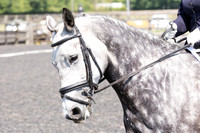 Bridle No.10