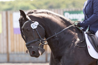 Bridle No.74