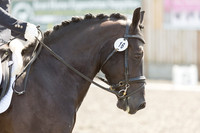 Bridle No.16