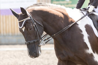 Bridle No.64