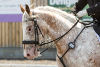 Bridle No.80