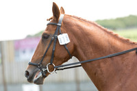 Bridle No.75