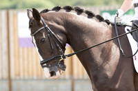 Bridle No.37