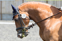 Bridle No.9