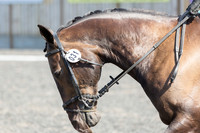 Bridle No.31