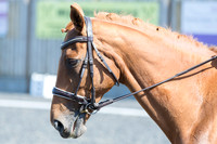 Bridle No.32