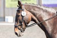 Bridle No.4