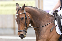 Bridle No.111