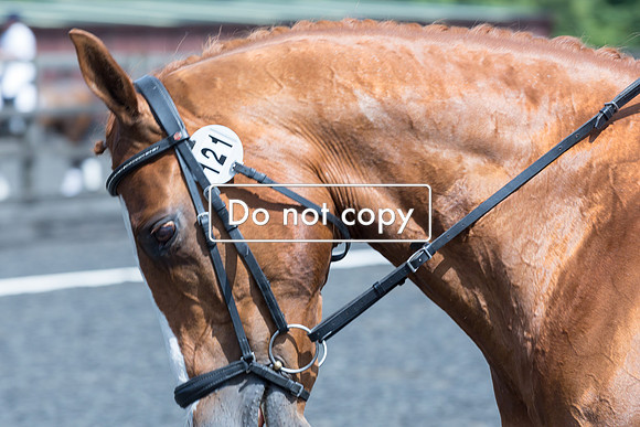_54A5421