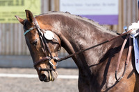 Bridle No.149