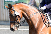 Bridle No.151