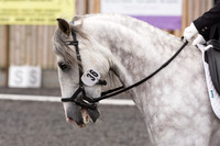 Bridle No.36