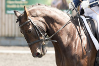 Bridle No.81