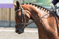 Bridle No.10