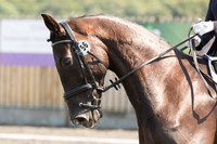 Bridle No.56