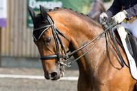 Bridle No.29