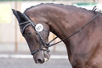 Bridle No.51