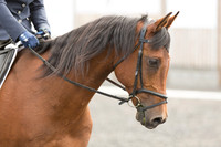 Bridle No.10