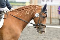Bridle No.6