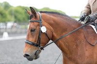 Bridle No.31