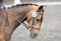 Bridle No.21
