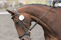 Bridle No.35