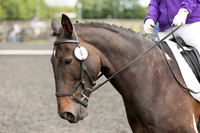 Bridle No.8