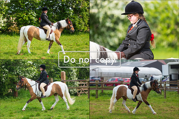 Equestrian 12x8