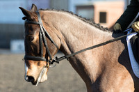 Bridle No.8