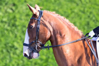 Bridle No.72
